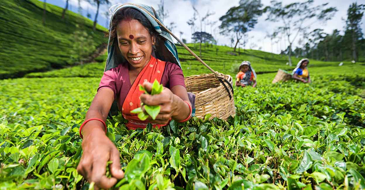 Tea picking Representative image: iStock/hadynyah