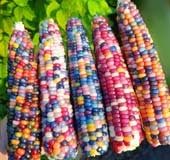 Meet glass gem corn: The colourful corn taking social media by storm