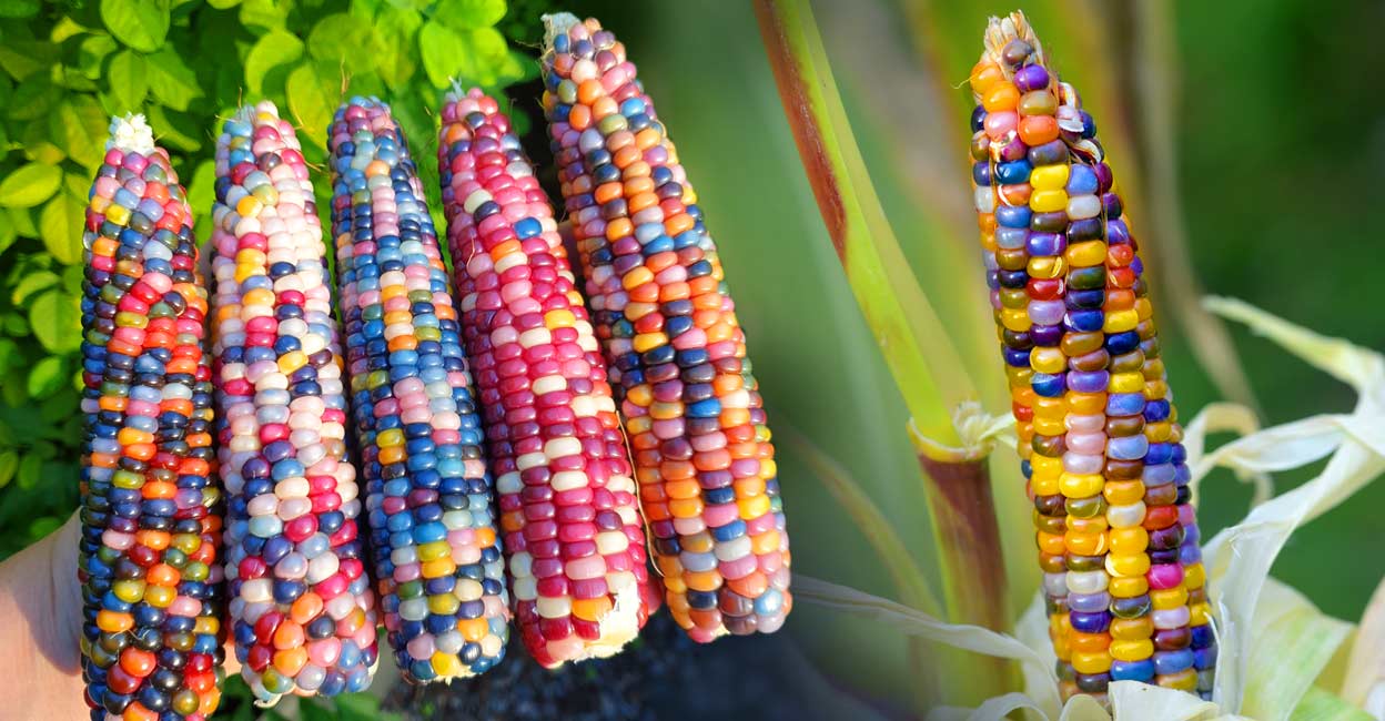 Glass gem corn. Photo: Shutterstock/Natalie Buttenshaw/ThomasLENNE