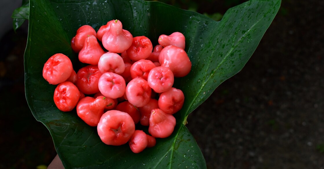 Chambakka or water rose apple. Photo: Shutterstock/Binduja k v