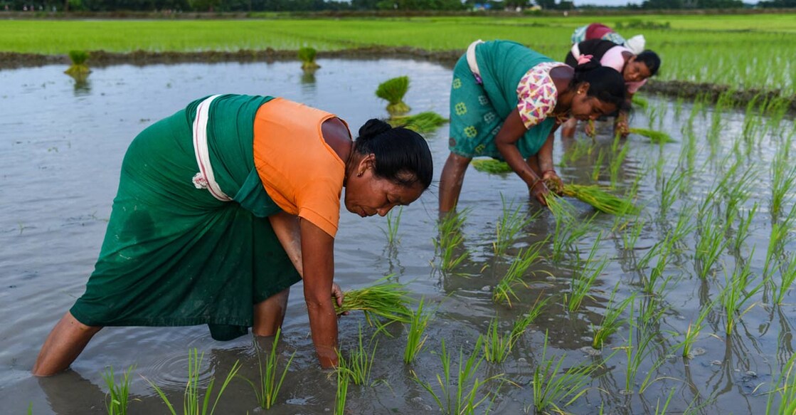 Tribal women farmers planting rice saplings at a paddy field in Baghmara village in Baksa district of Assam. Photo: iStock/D. Talukdar