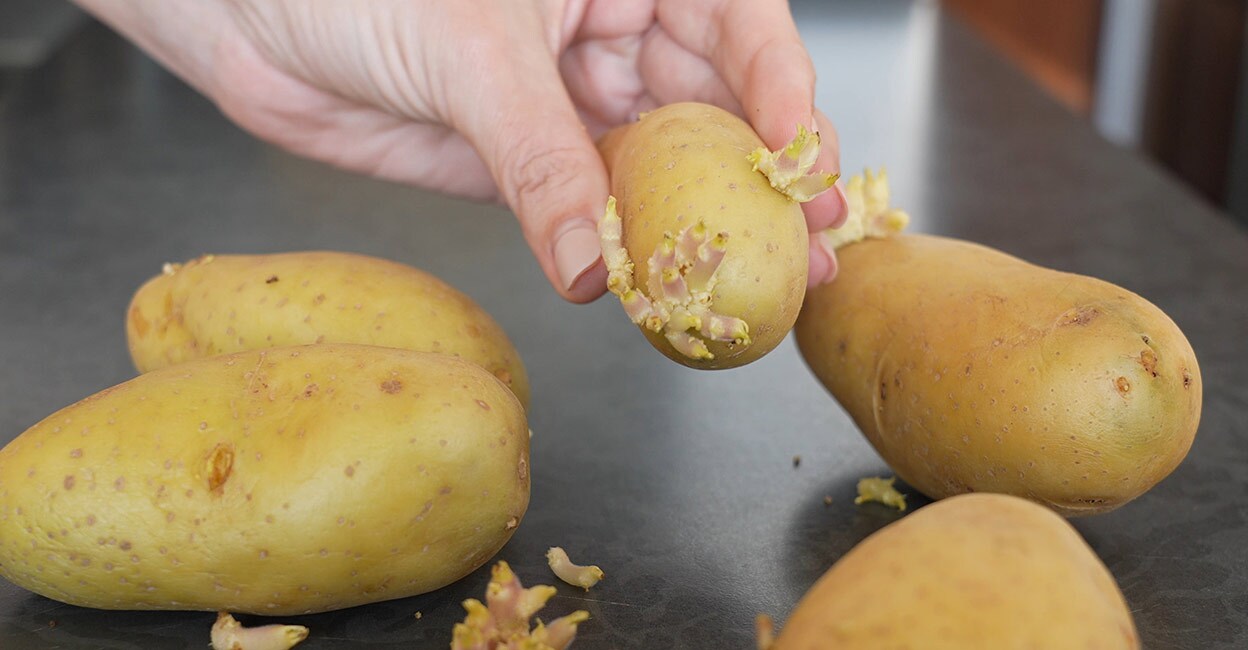 Sprouted potatoes. Photo: Shutterstock/Andrii Oleksiienko