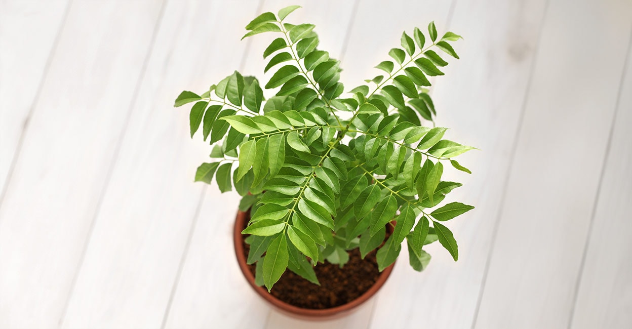 Curry leaves Curry leaves. Photo: Shutterstock/bonchan