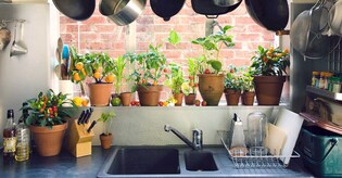 Grow your own garnish: 5 Indian kitchen herbs you can plant in pots