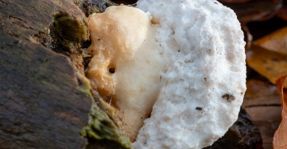 2545809027 Close-up of a bitter bracket fungus. Photo: Shutterstock/VillaK