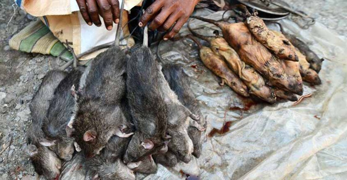 rat-assam