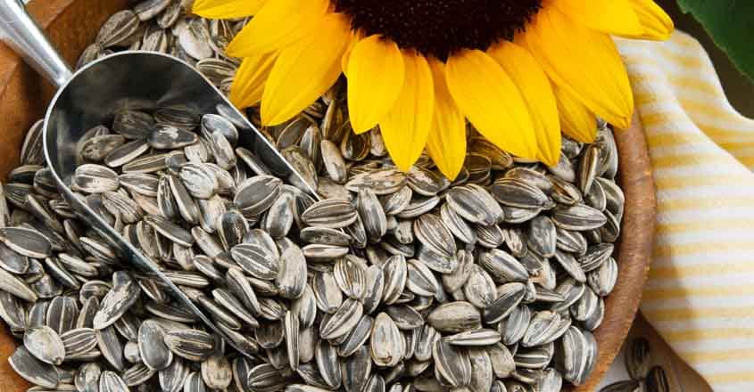 153572197 Nutritious sunflower seeds fill a wood bowl, accented with a metal scoop and yellow sunflower