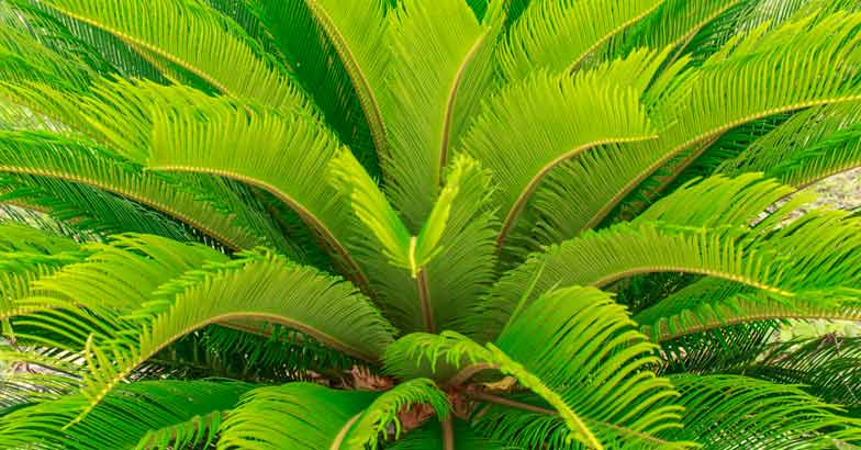 Eenthu/Cycadale/Queen Sago Palm Eenthu/Cycadale/Queen Sago Palm