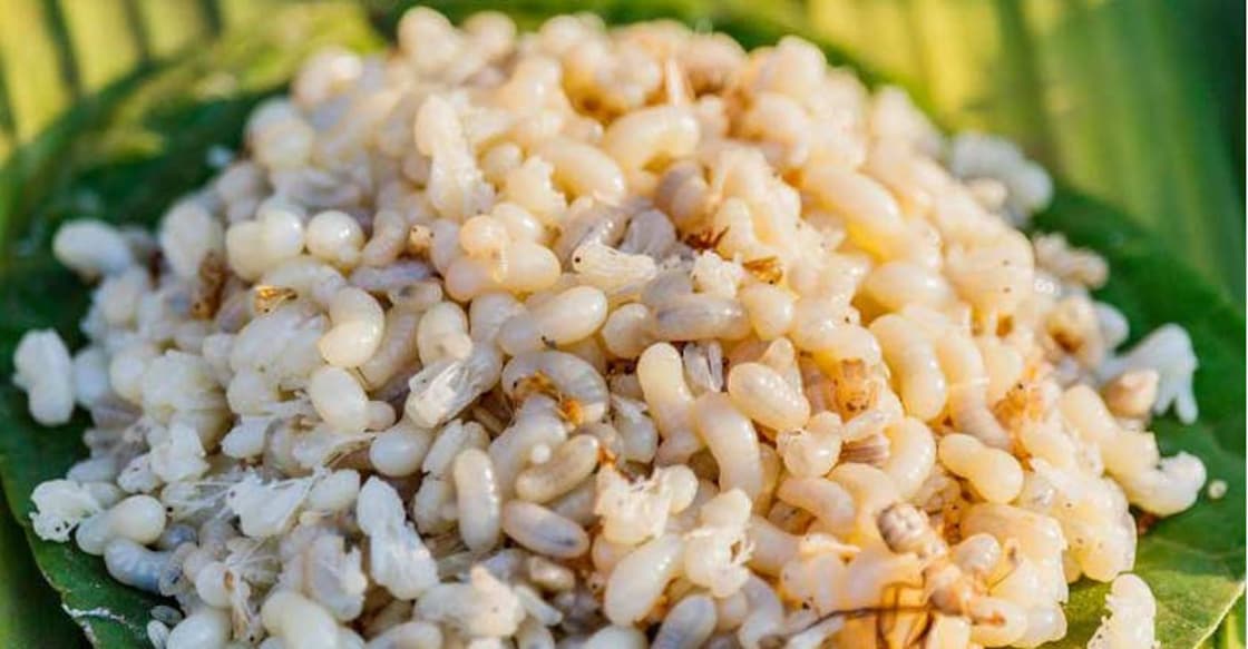 Ant eggs