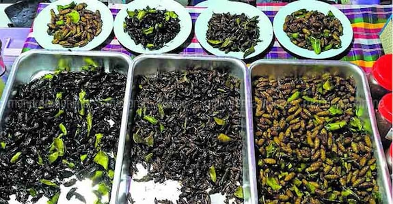 Insects-ruchilokam Insect snacks