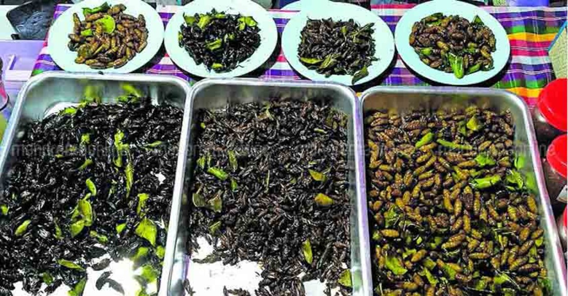 Insect snacks