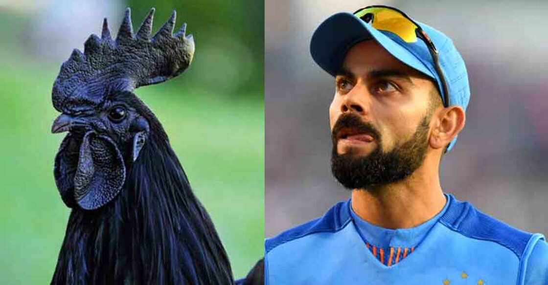 What has the Kadaknath chicken got to do with Virat Kohli?