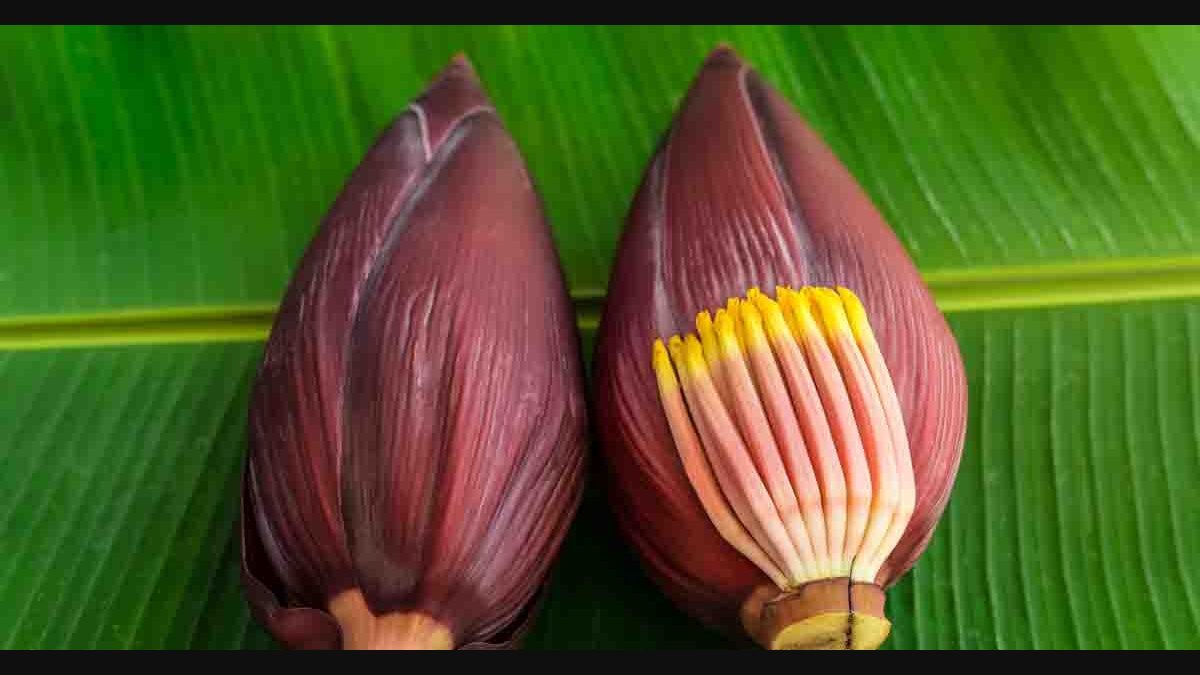 Banana Flower Benefits In Tamil Best Flower Site