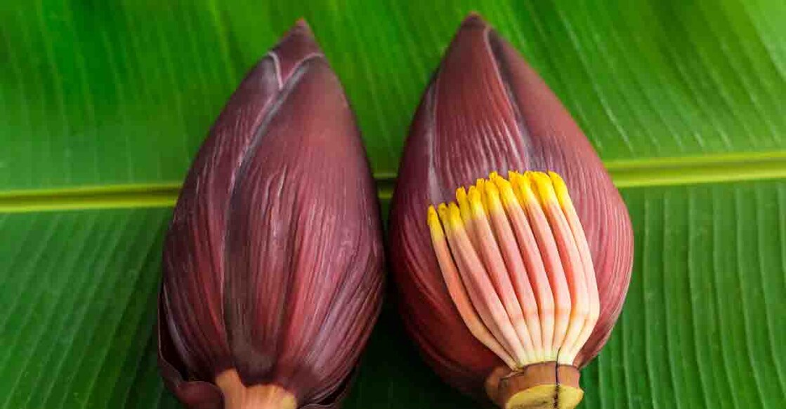 banana blossom