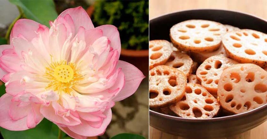 lotus-root