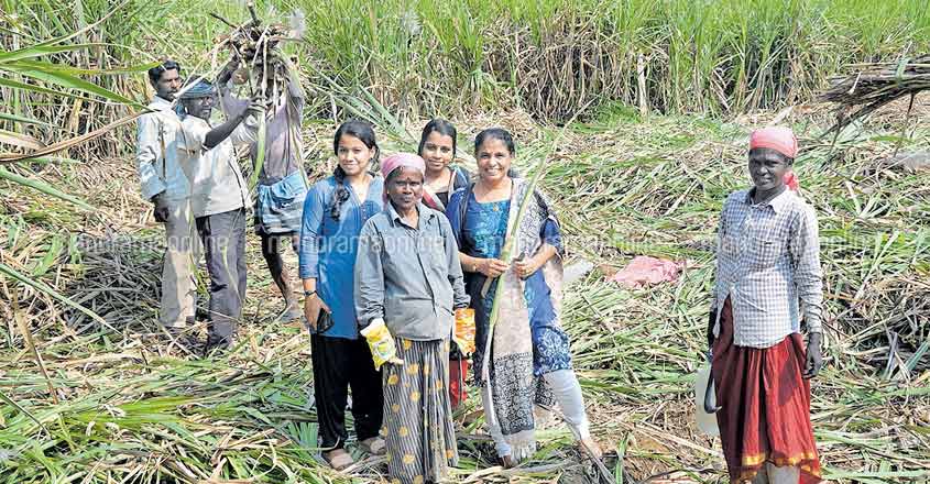 Kerala's own Marayur jaggery earns Geographical Indication tag Kerala's own Marayur jaggery earns Geographical Indication tag