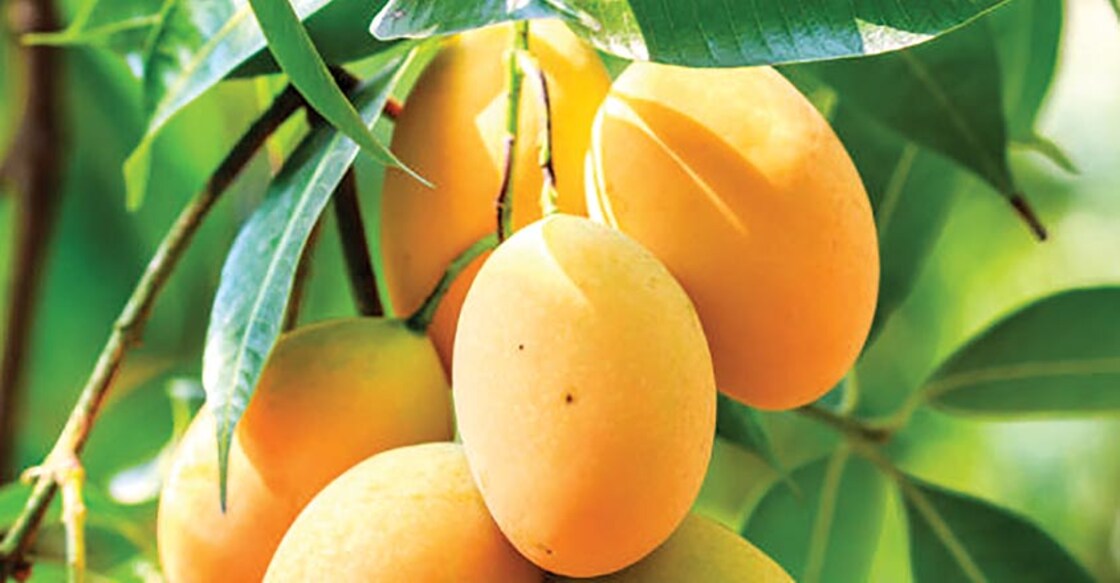 mango-recipe