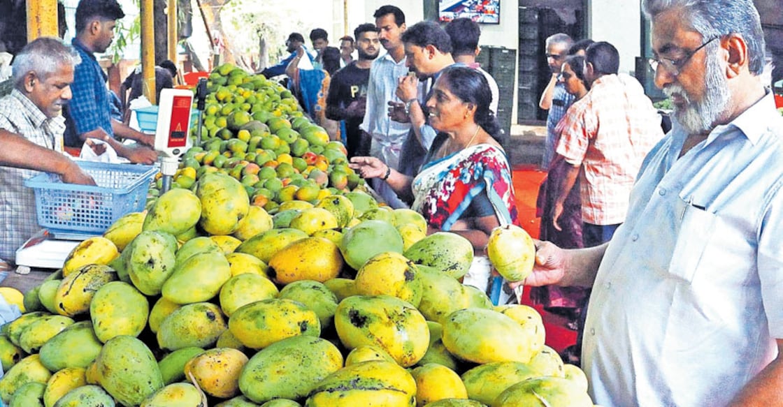 Kozhikode to lose itself in the flavours of mango variants! Kozhikode to lose itself in the flavours of mango variants!
