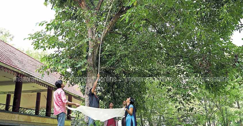 Here is why students of Kalady campus love Malabar plums