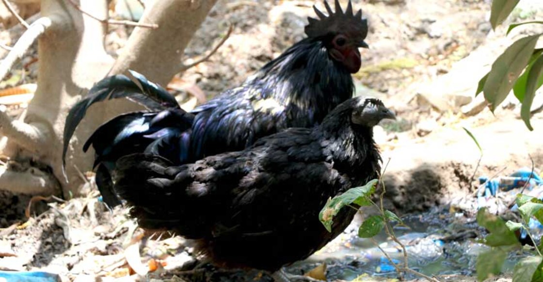 Kadaknath, other fowls on sale at KVK fair in Kochi