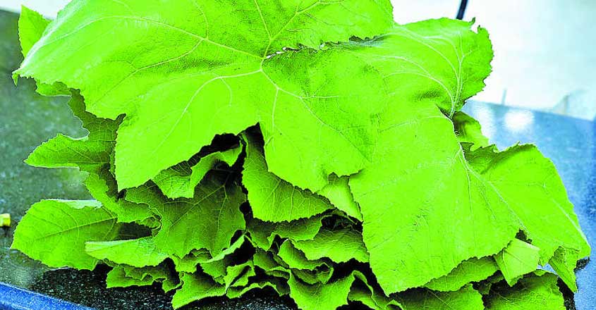 Diet of tribes people during Karkidakam has recuperative powers Diet of tribes people during Karkidakam has recuperative powers