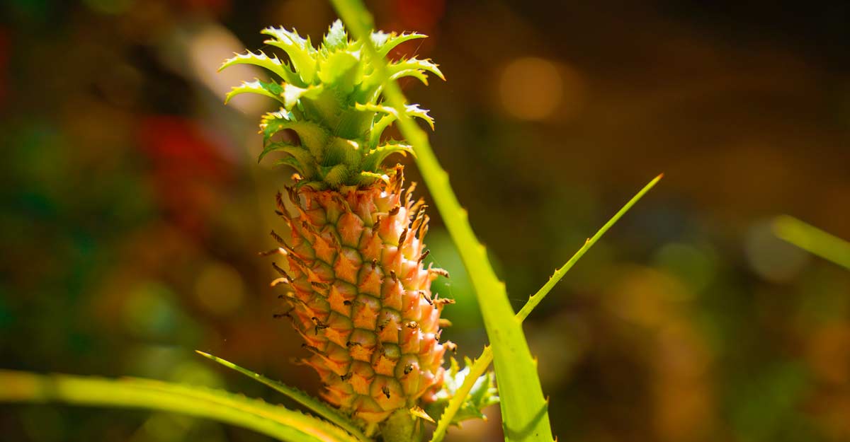 pineapple pineapple