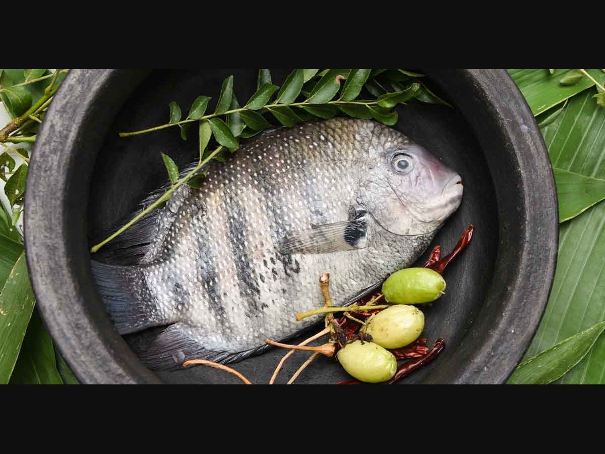 karimeen kunjungal for sale