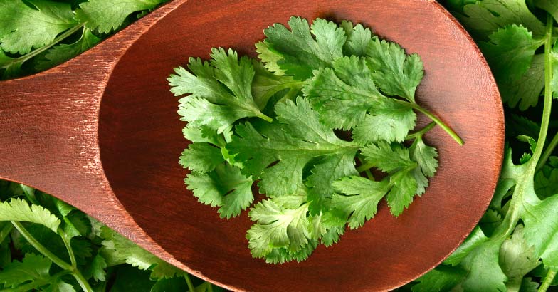 coriander-leaves coriander-leaves