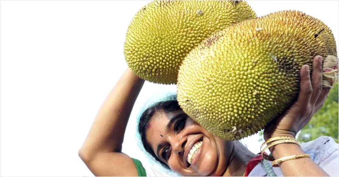 jackfruit-main