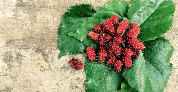 Mulberry leaf discount recipe