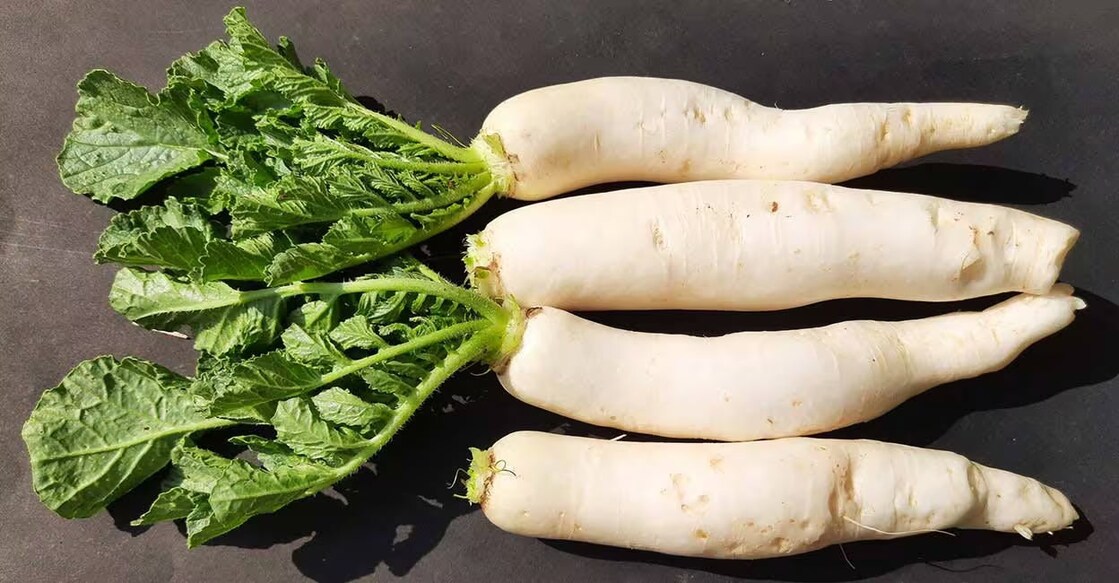 People consuming radish regularly have a low chance of developing blood pressure, cholesterol, and obesity. Photo: Istock/Mahato