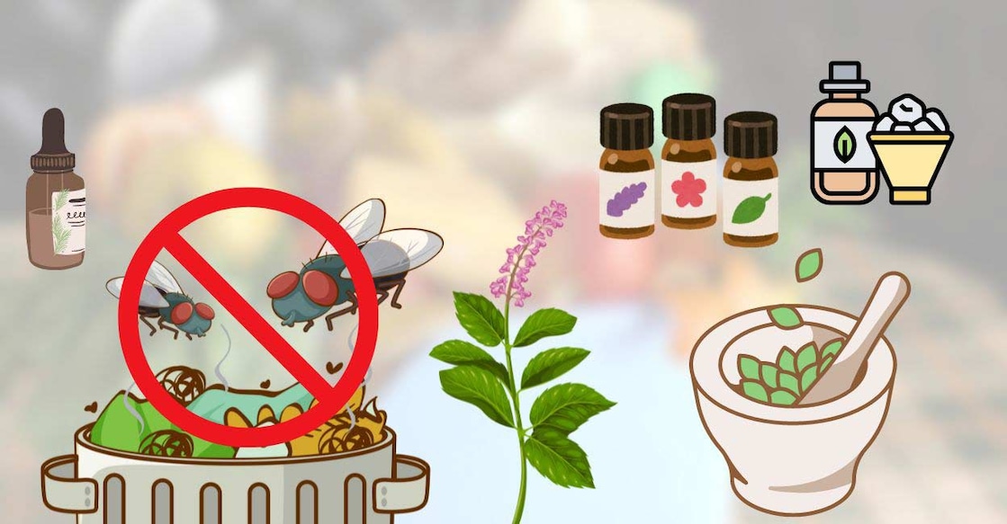How to deal with houseflies in kitchen Representative image created using Canva