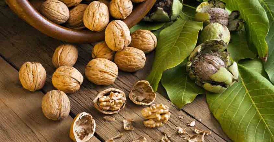 walnut