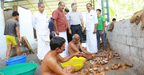 Coconut is no tough nut to crack, proves Maranchery