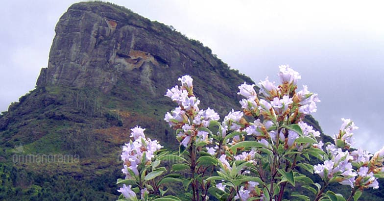 Neelakurinji Neelakurinji