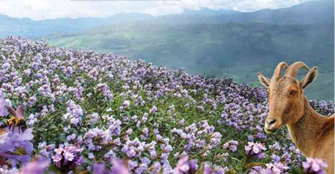 Tag on to a KSRTC leisure ride to Rajamala as neelakurinji blooms 