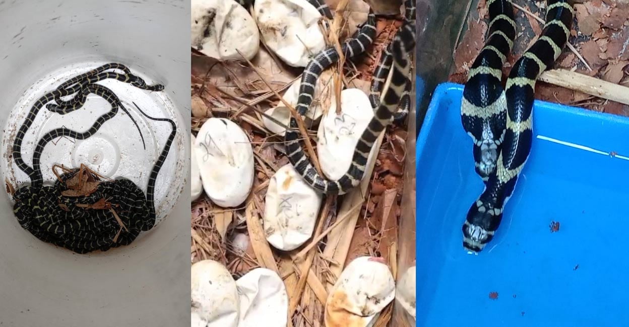 King Cobra Eggs Hatched In Kannur Home Fish Tank 