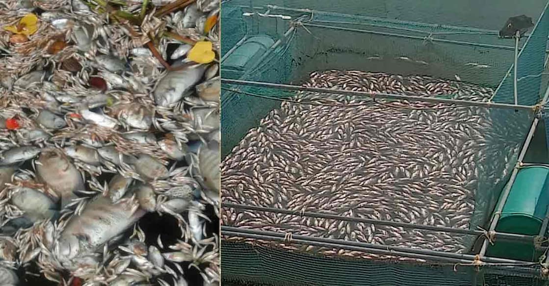 Tonnes of fish were found dead and floating in the Periyar as well as caged farms in areas Edayar, Eloor, Varappuzha, Kothad, Kadamakudy, Cheranalloor and Kottuvally. Photo: Special arrangement