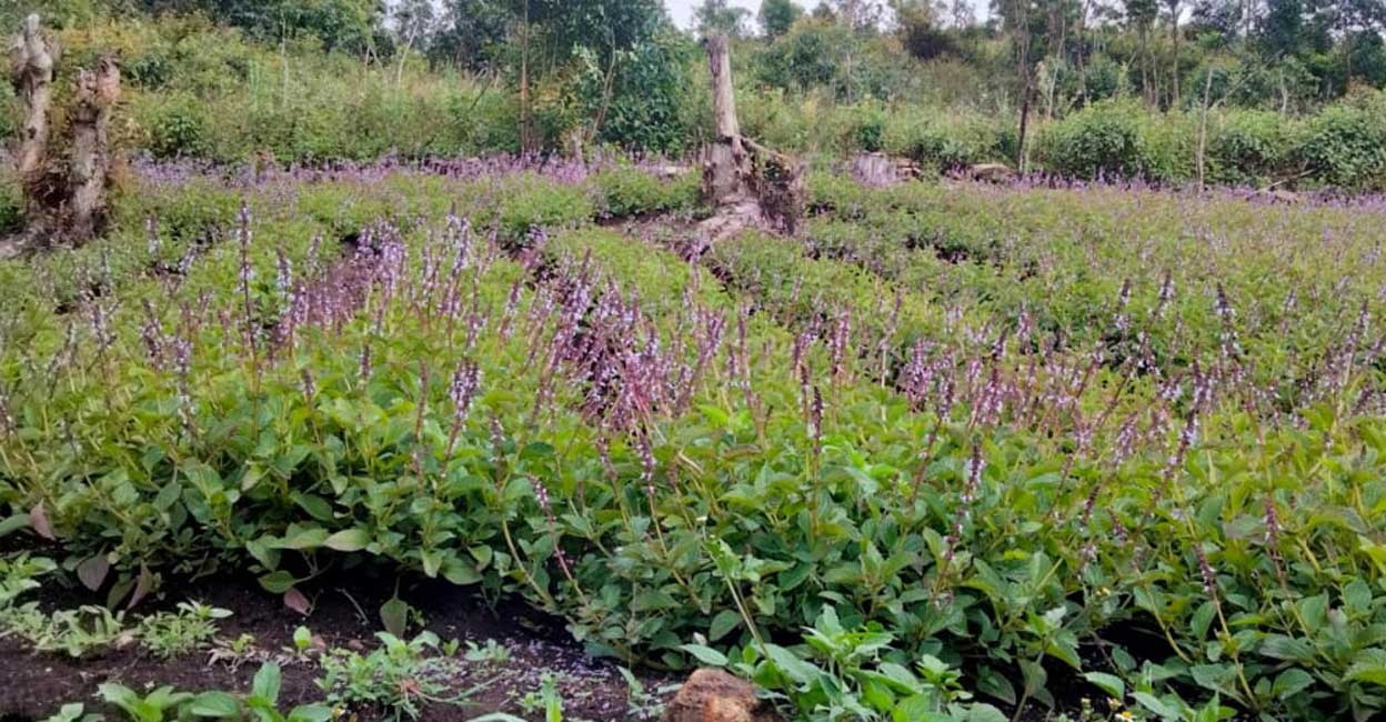 Chineese-potato-farm