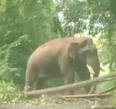 Wild jumbo Kabali blocks ambulance at Sholayar