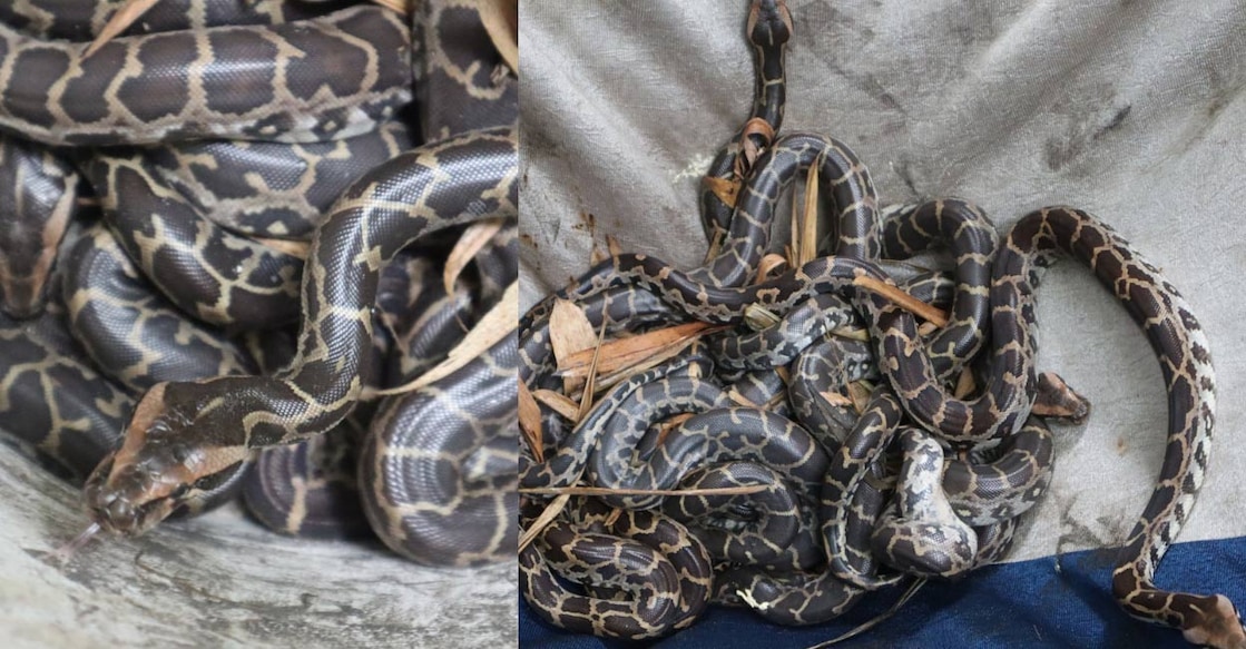 python kannur zoo The eggs were hatched on June 7 and hatchlings will be exhibited in a month. Photo: Special Arrangement.