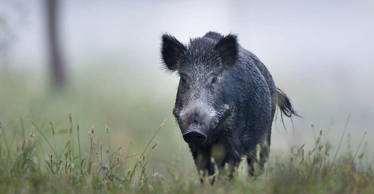 Wild Boar. Photo: Jevtic/ iStock