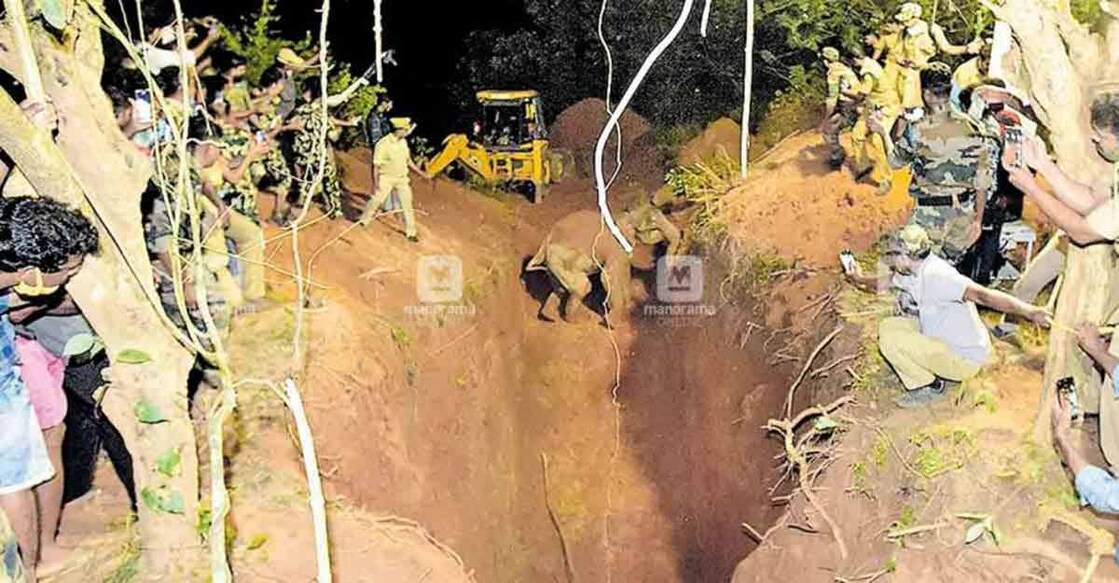 Elephant rescued from deep well after 12-hour effort Elephant rescued from deep well after 12-hour effort