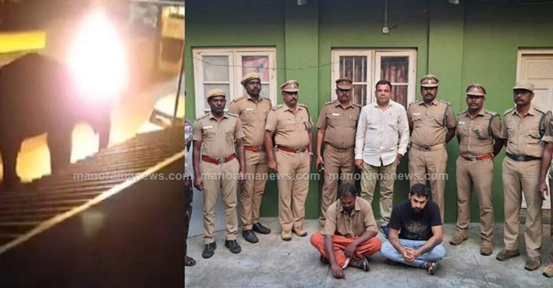 wild-elephant-masinagudi