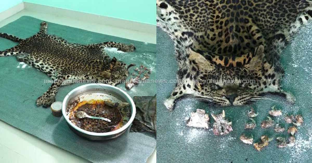 leopard-hunting-idukki