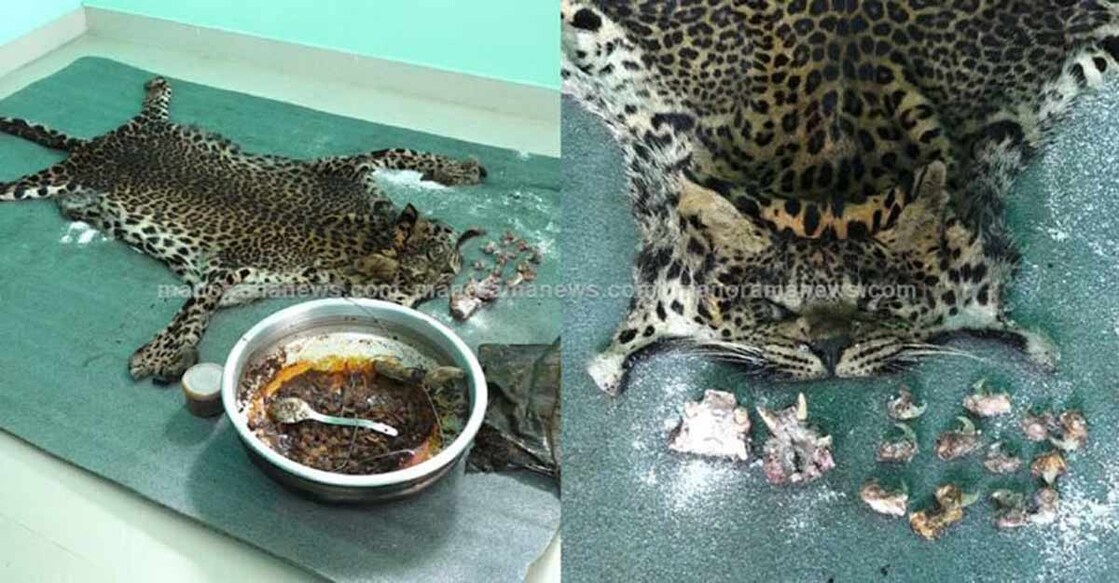 leopard-hunting-idukki