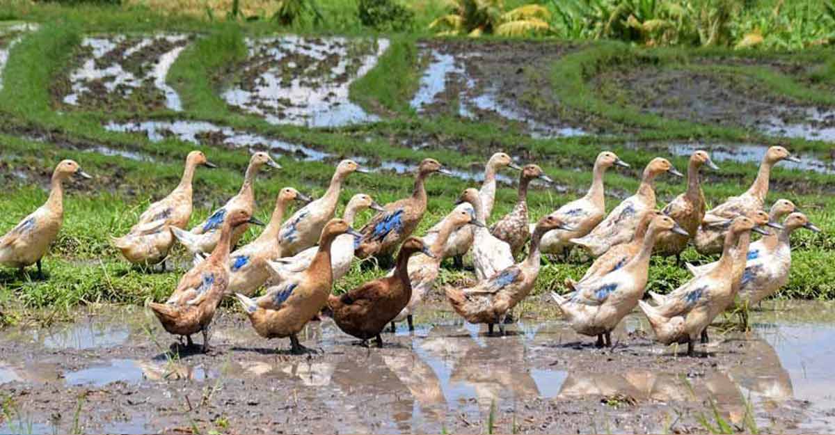 Bird flu outbreak in two districts in Kerala; mass duck deaths reported