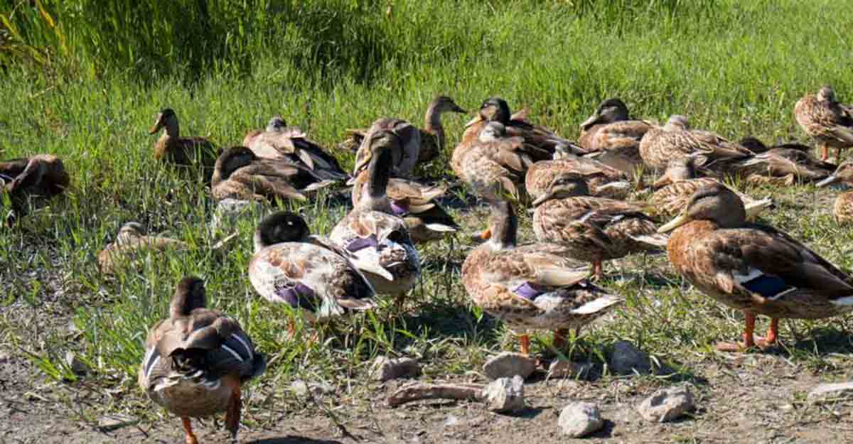 Kerala declares bird flu as state calamity, high alert in two districts Kerala declares bird flu as state calamity, high alert in two districts