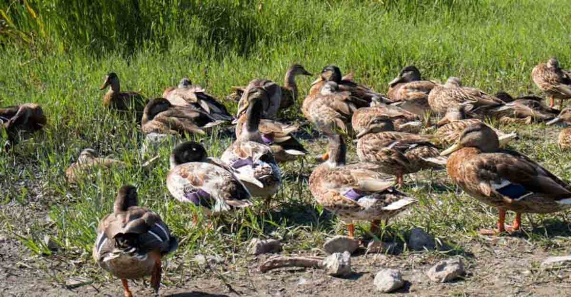  Kerala declares bird flu as state calamity, high alert in two districts