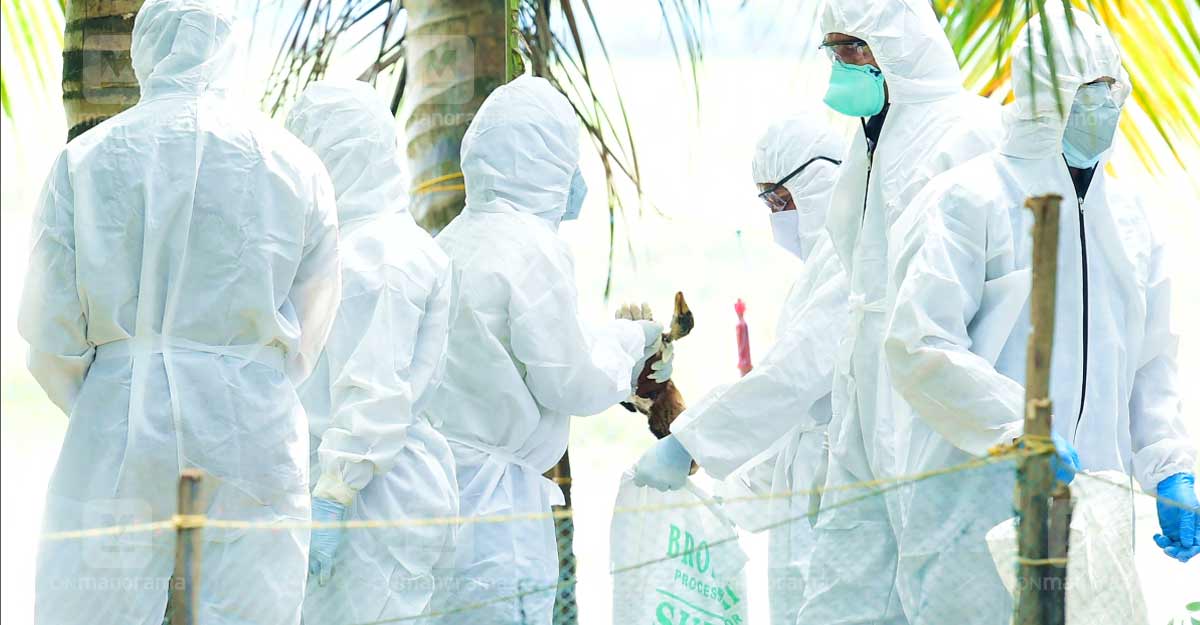 Bird flu outbreak Central team takes stock of situation in Kerala